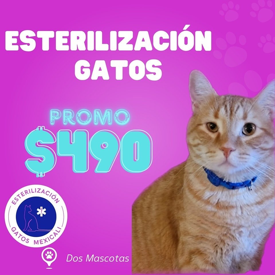 Anuncio de Esterilizaciones de Gatos Mexicali: Esterilización de gatos