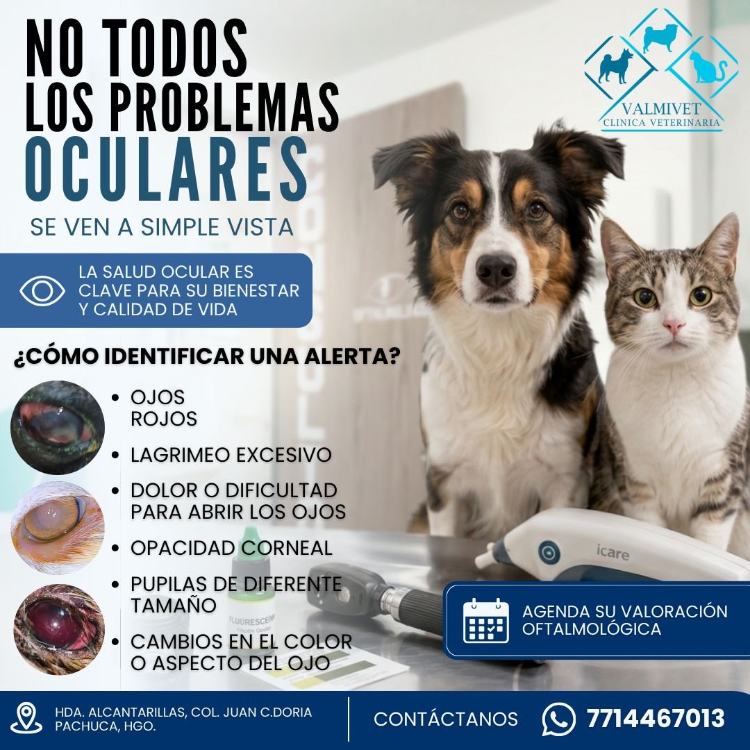Anuncio de Clínica Veterinaria Valmivet: valoración oftalmológica veterinaria