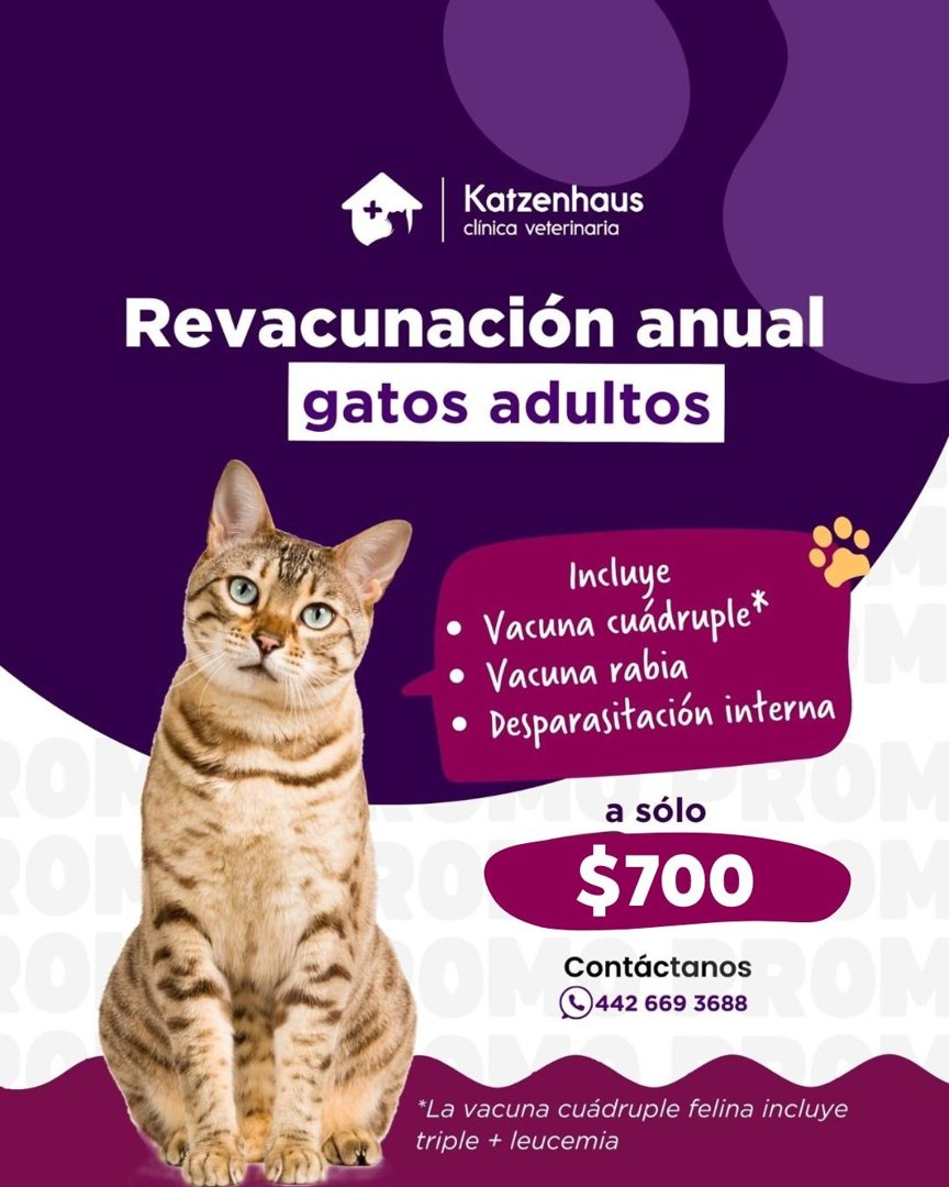 Anuncio de Katzenhaus Clínica Veterinaria: revacunación anual para gatos adultos