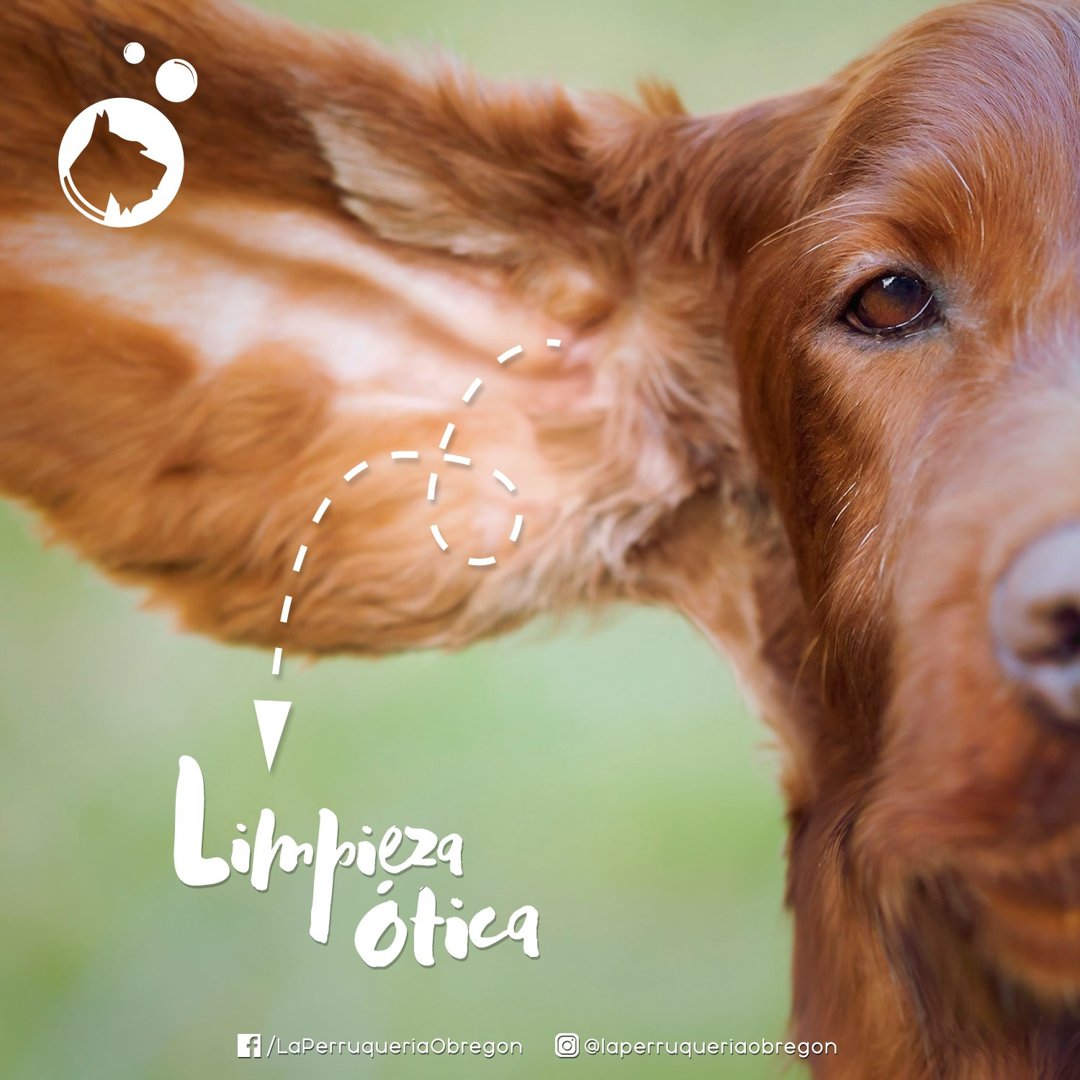 Anuncio de La Perruquería Obregón: Limpieza de orejas para perros