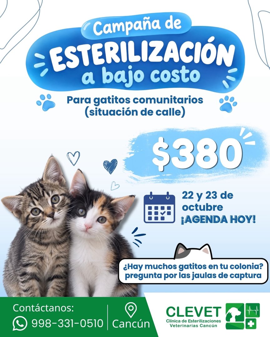 Anuncio de clevetcancun: esterilización de gatos