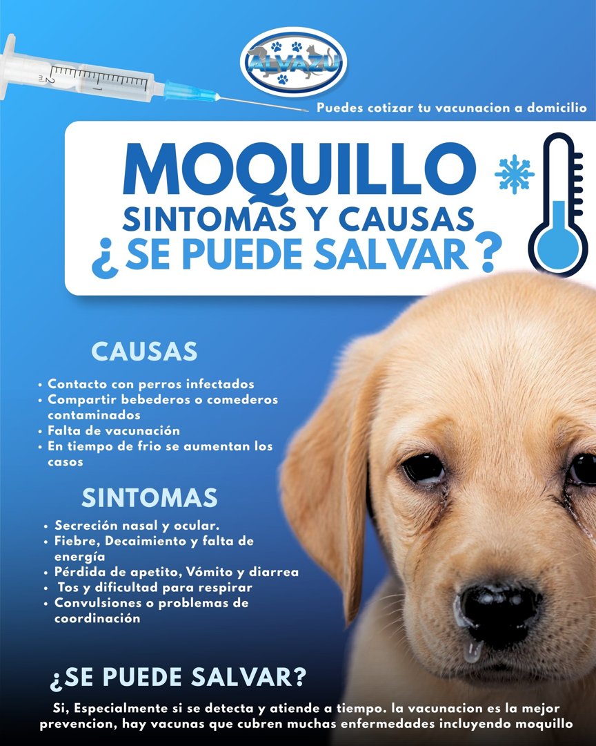 Anuncio de Veterinaria Alvazu: Vacunación contra moquillo canino