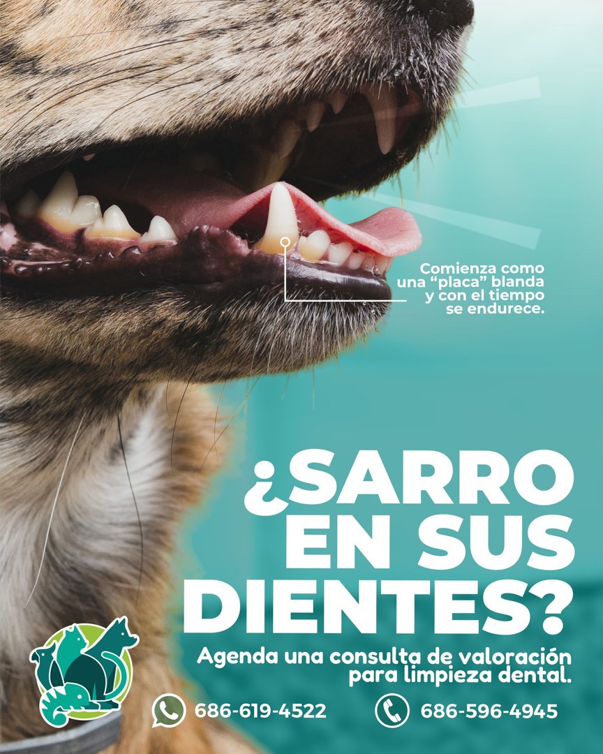 Anuncio de Vet Point Mexicali: limpieza dental