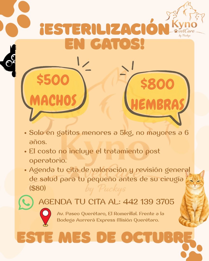 Anuncio de KYNO Vet Care: esterilización de gatos