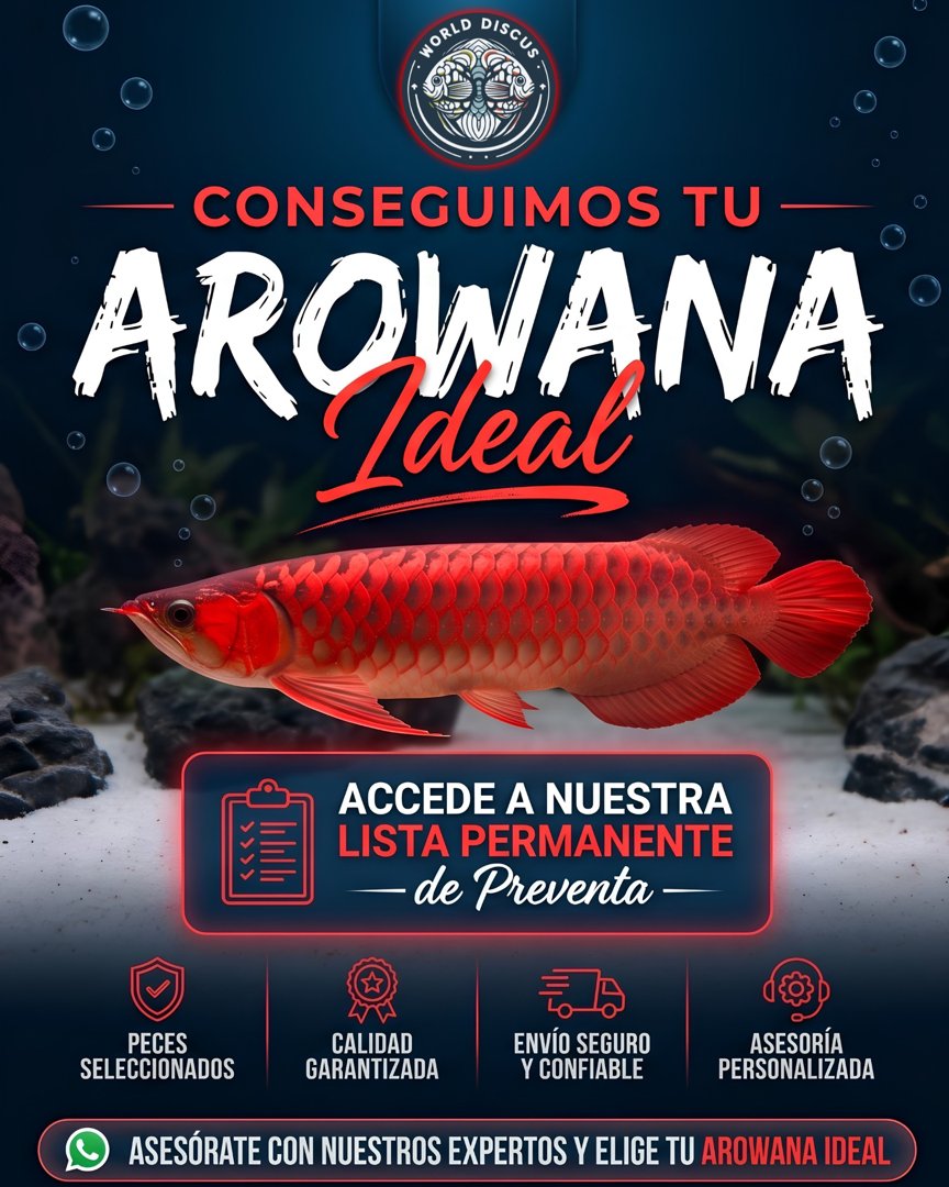 Anuncio de World Discus: Venta de arowanas