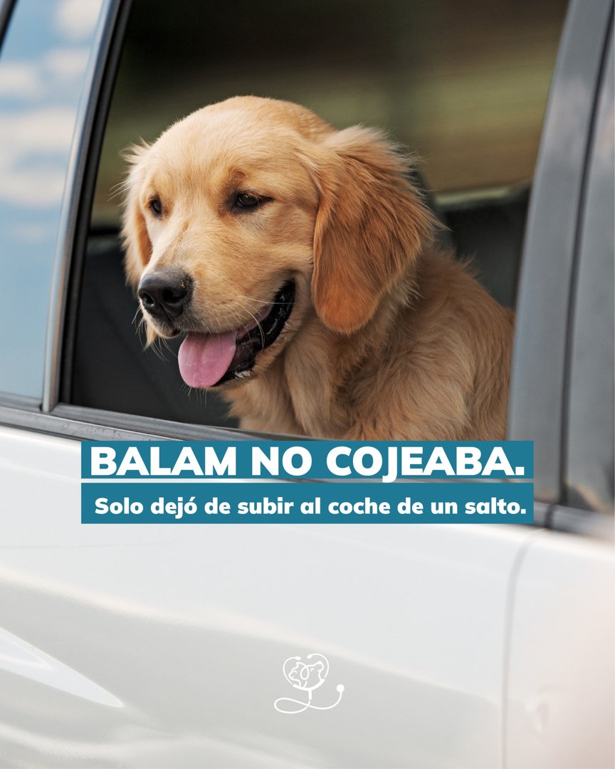 Anuncio de Veterinaria Medical Zoo: Asesoría veterinaria para salud articular de perros