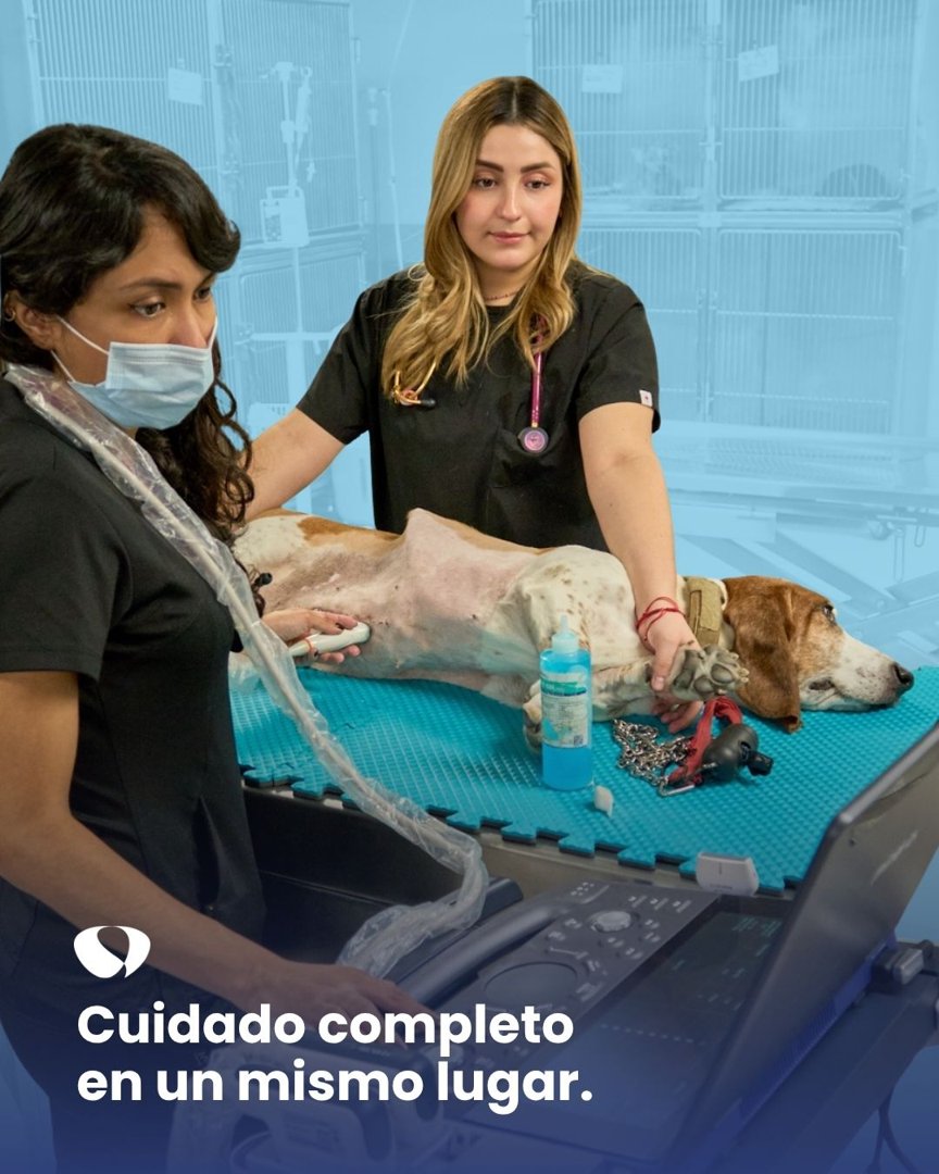 Anuncio de MITA Hospitales Veterinarios: Cuidado veterinario integral