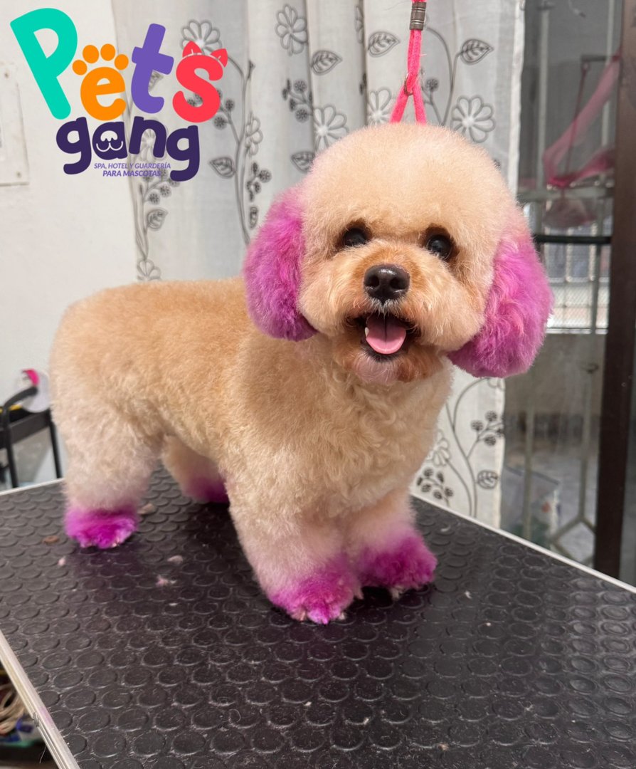 Anuncio de Pet’s gang: spa para mascotas