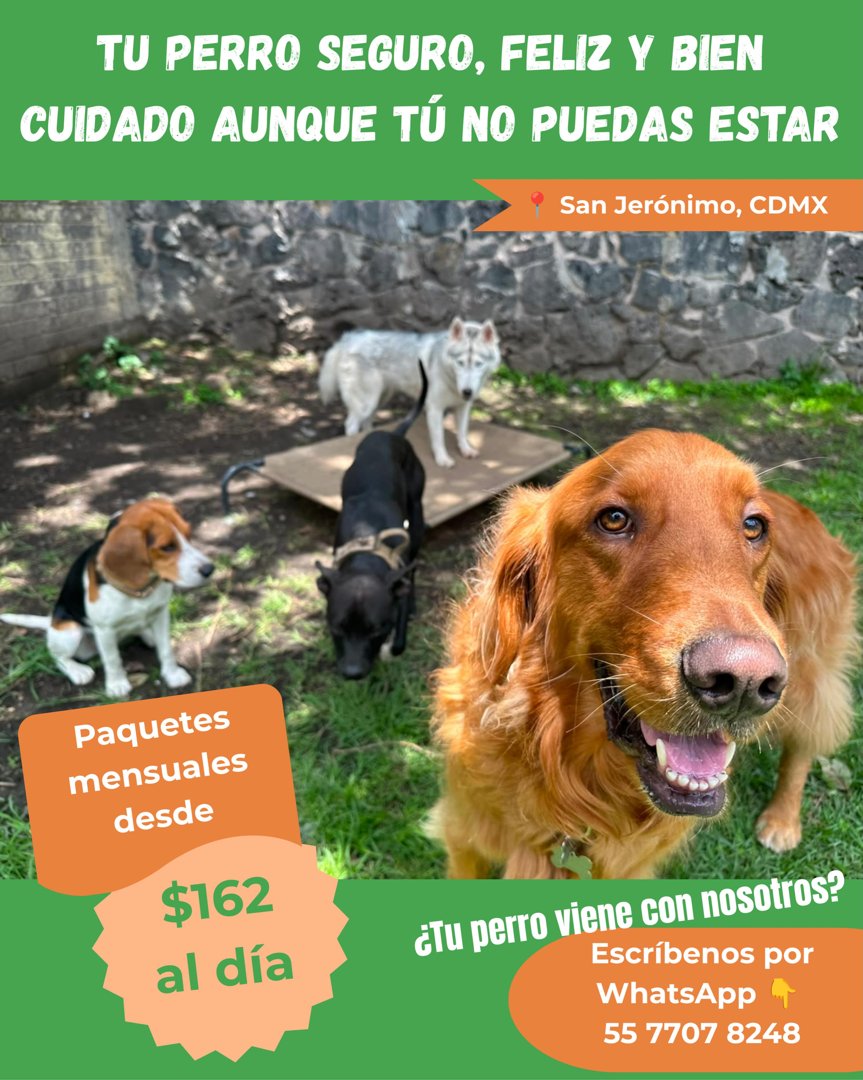 Anuncio de DOG'S BFF: guardería para perros